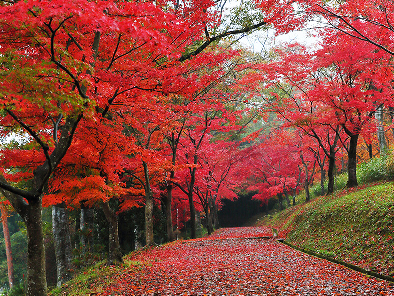 Kyoto Tamba Park