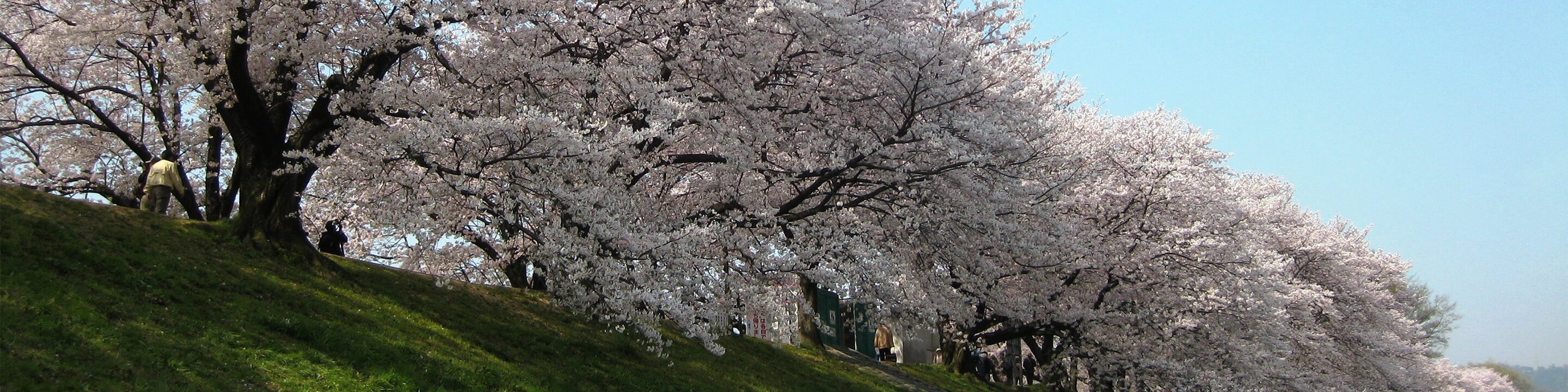 Cherry blossoms at Yasuragi Road