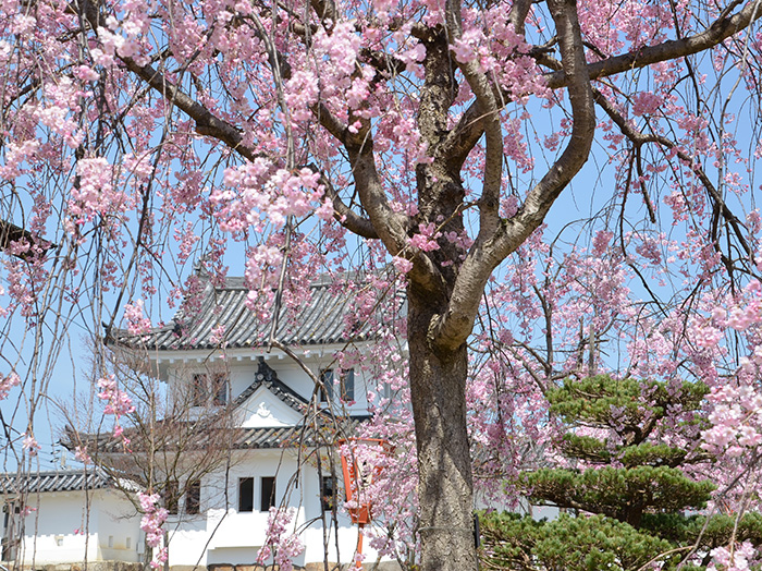 Maizuru Park