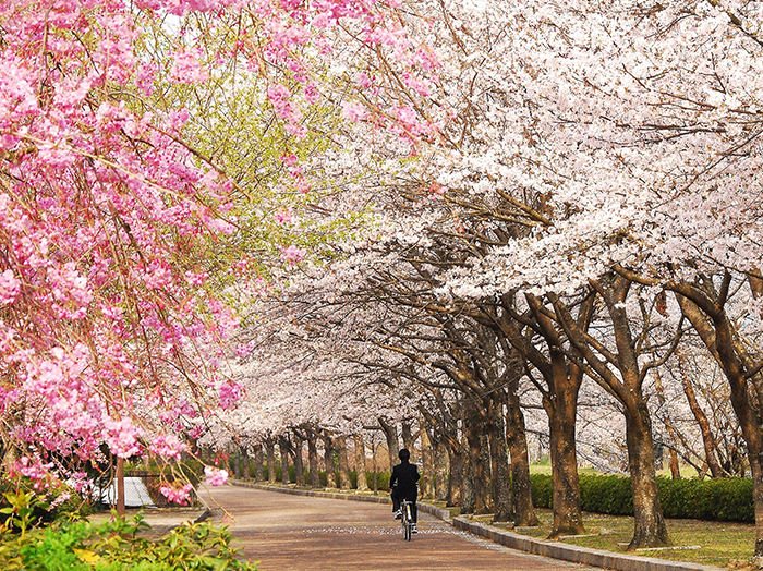 Nanatani-gawa River (Yawaragi Road)