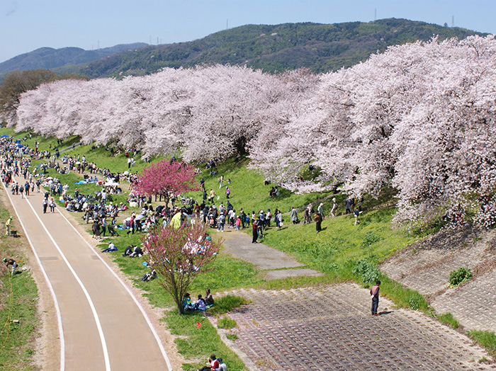 淀川河川公园背割堤