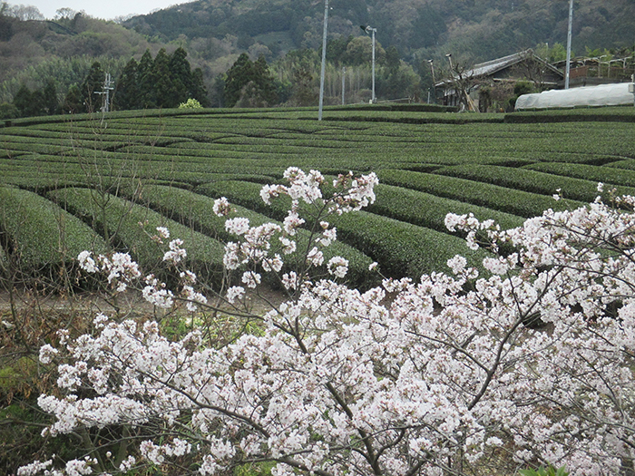 石寺茶田