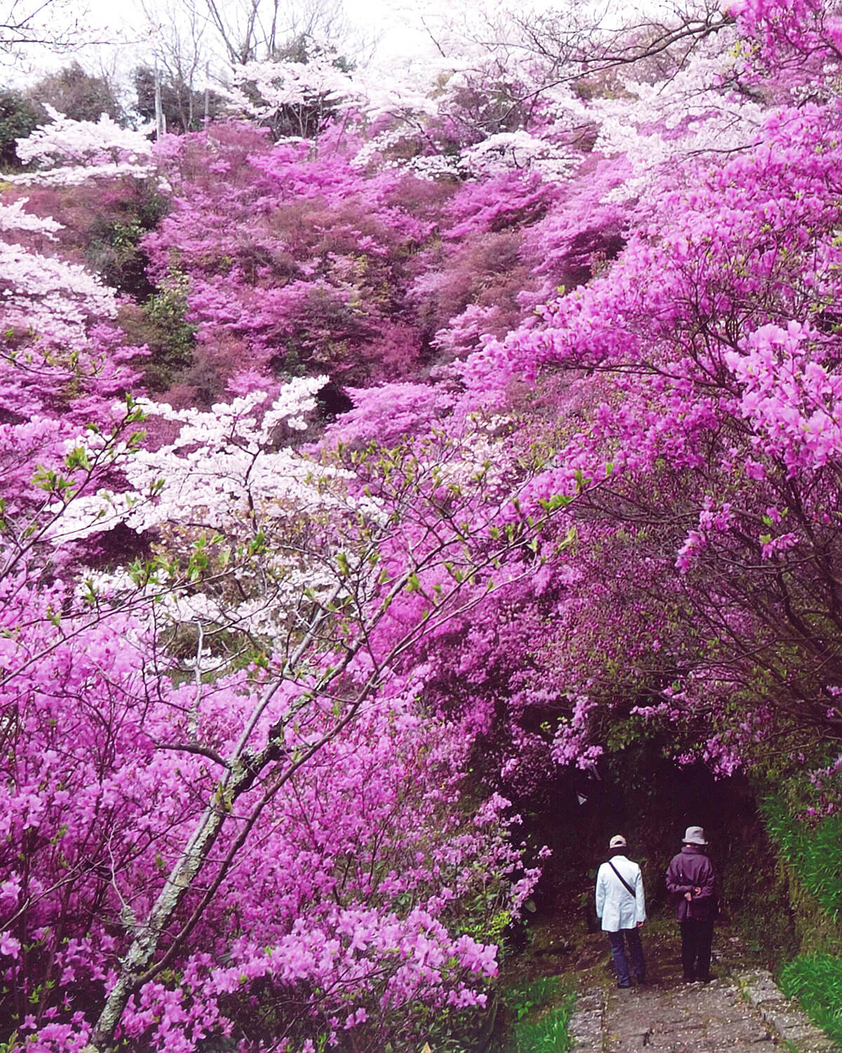 Cherry blossoms at Jindo-ji Temple