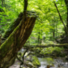 The forests of Woodland Kyoto