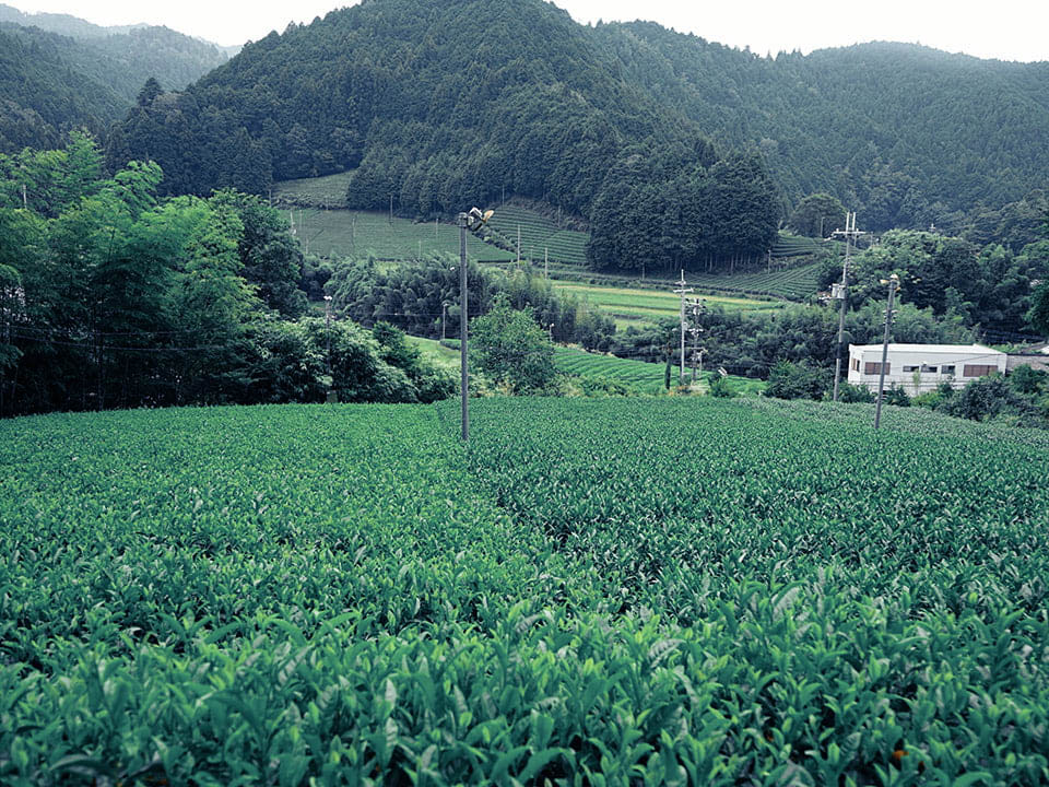 石寺的茶田