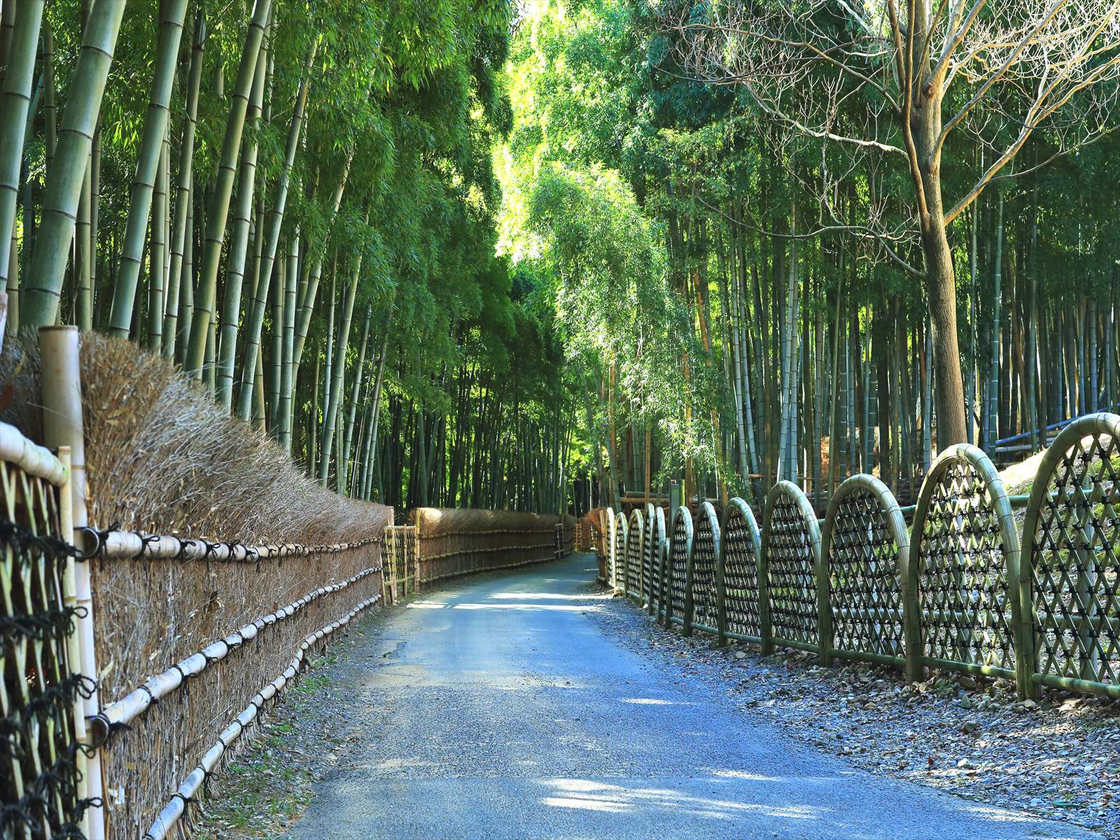 Bamboo trees lining a path bordered by a bamboo fence