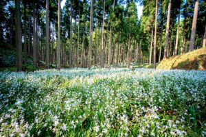 Fringed Iris & Oriental Paperbush Meadow
