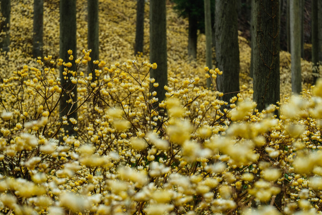 https://www.kyototourism.org/wp/wp-content/uploads/2021/01/Sea-Wood_Oriental-Paperbush-and-Shaga-forest-04-1024x683.jpg