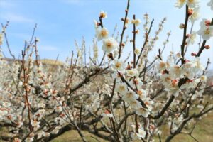 Aodani Plum Grove