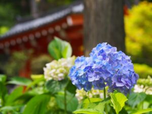 Mimuroto-ji Temple