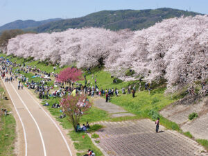 淀川河川公園背割堤