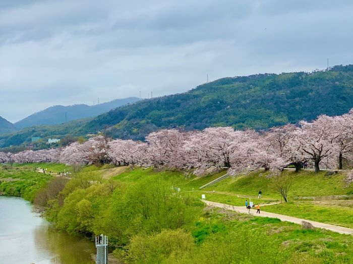 The Yodo Suiro Waterway, Kyoto's Early Cherry Blossom Spot