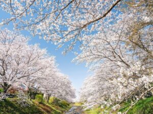 Cherry Blossoms Along the Tamagawa River