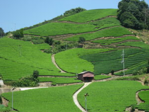 Ishitera Tea Fields