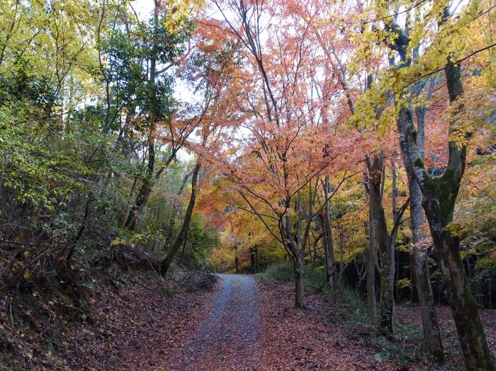 山城町森林公園 旅遊景點 Another Kyoto