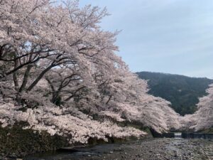 Nanatani-gawa River (Yawaragi Road)