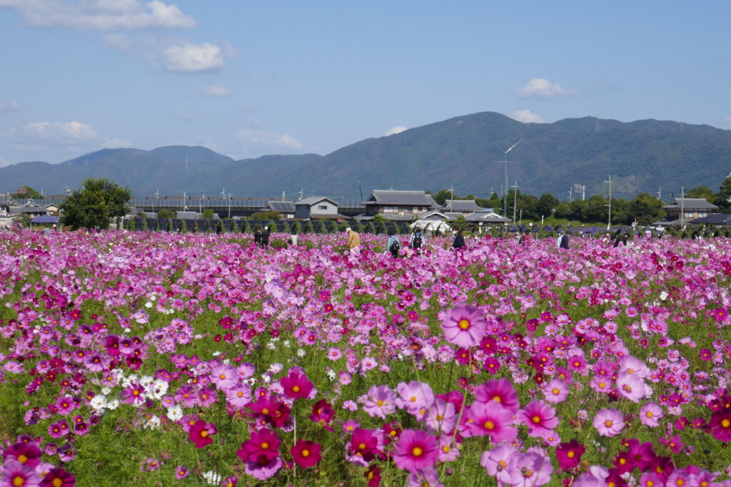 Yume Cosmos Garden