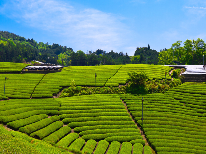 Take a drive around famous spots in Kyoto Infused with Tea