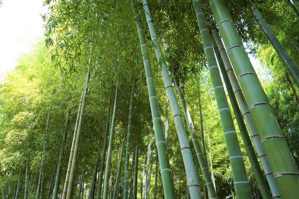 A close-up shot of bamboo stalks in Kyoto