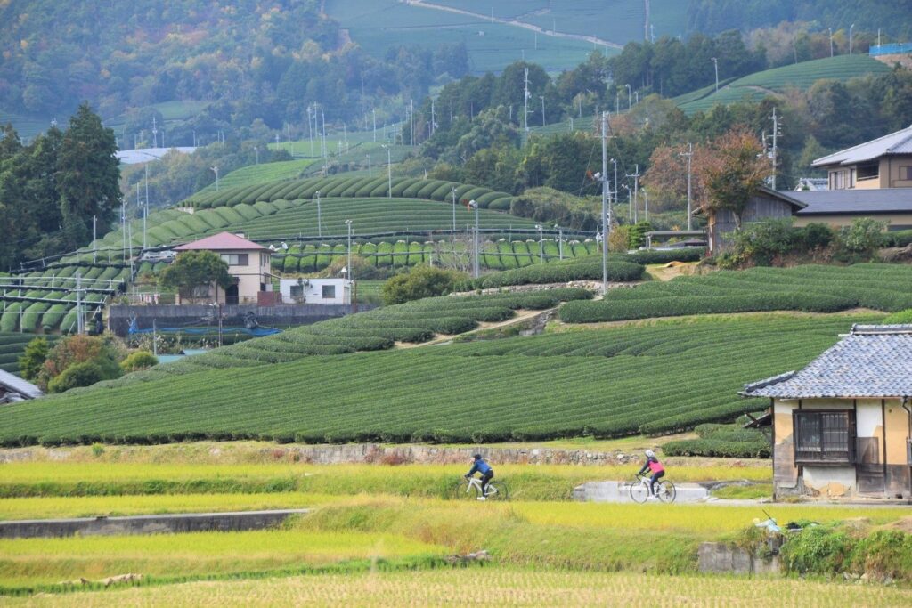 A Day Trip to Wazuka! Kyoto's Tea Fields, Matcha Art, and Green Tea | Inspiration | Another Kyoto Official Travel Guide