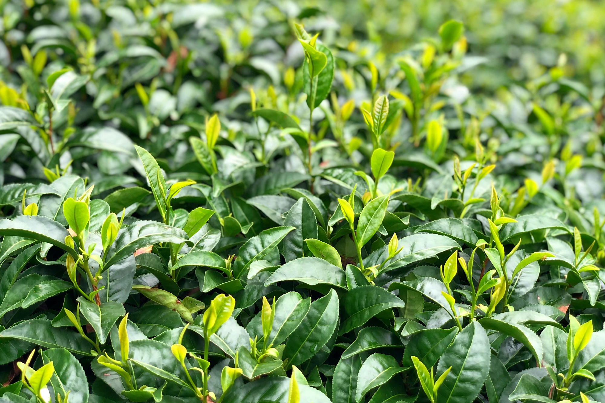 A Day Trip to Wazuka! Kyoto’s Tea Fields, Matcha Art, and Green Tea