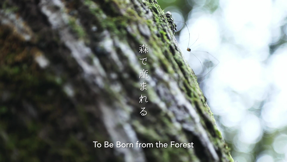 To Be Born from the Forest