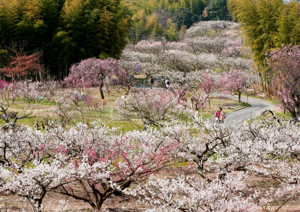 A park filled with plum blossoms