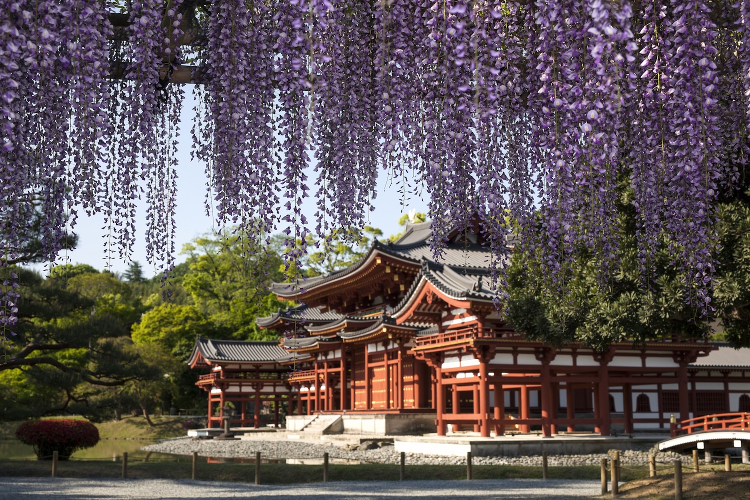 Purple wisteria blossoms with a temple in the background