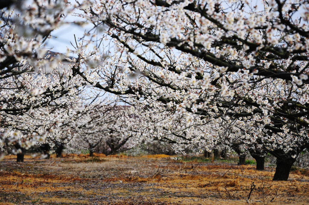 A close-up shot of plum blossoms
