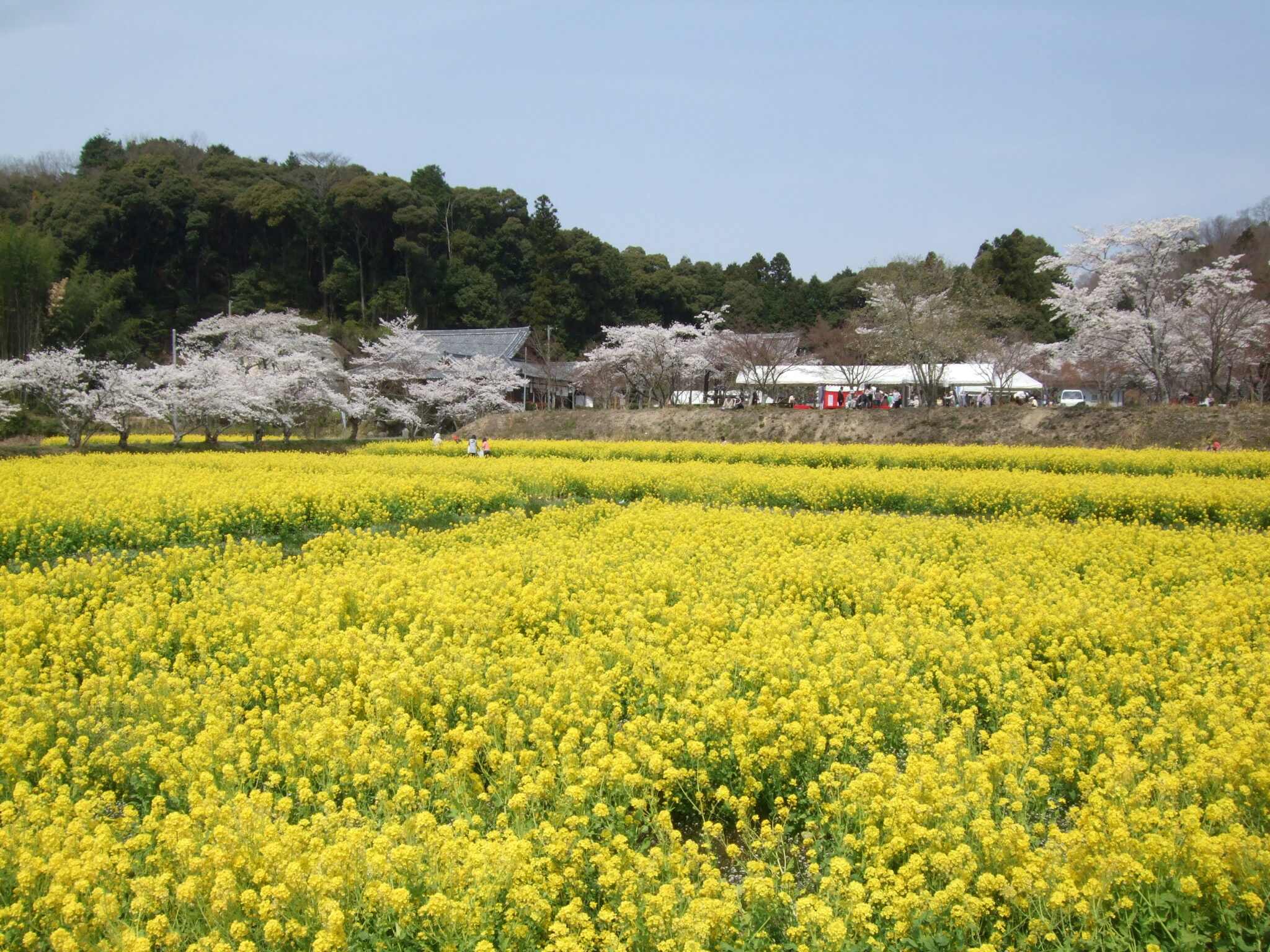 Beautiful blossoms: Kyoto’s most stunning seasonal flowers and where to ...