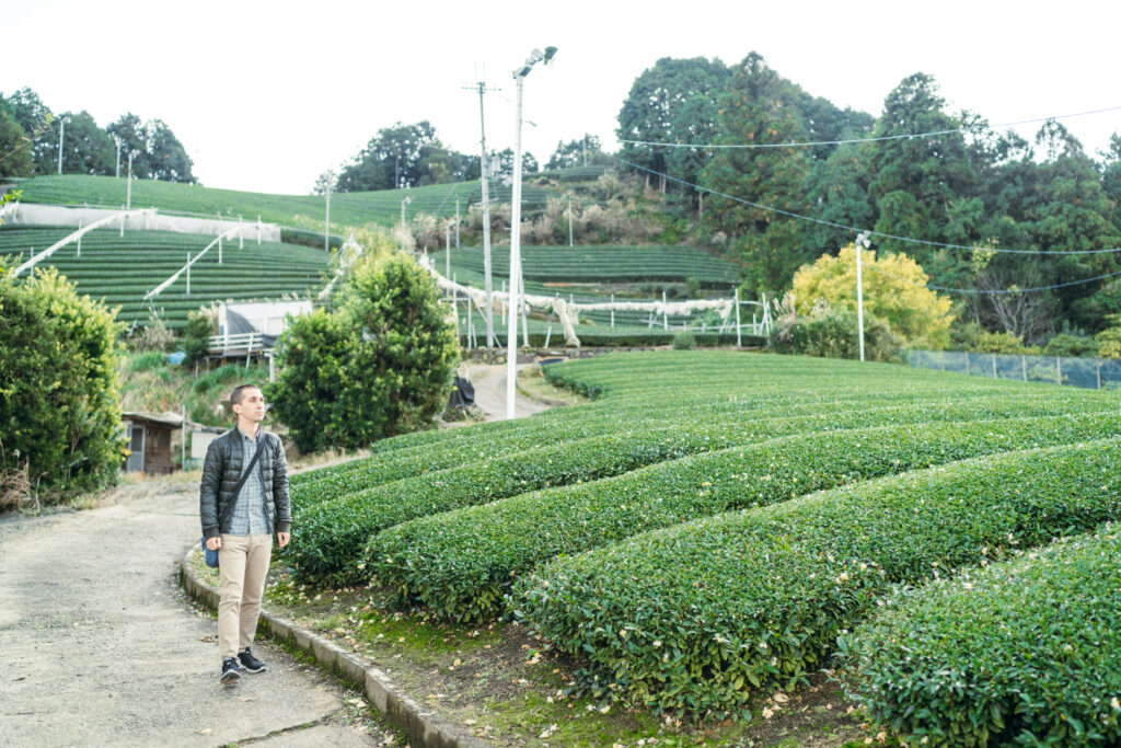A person standing next to a tea field
