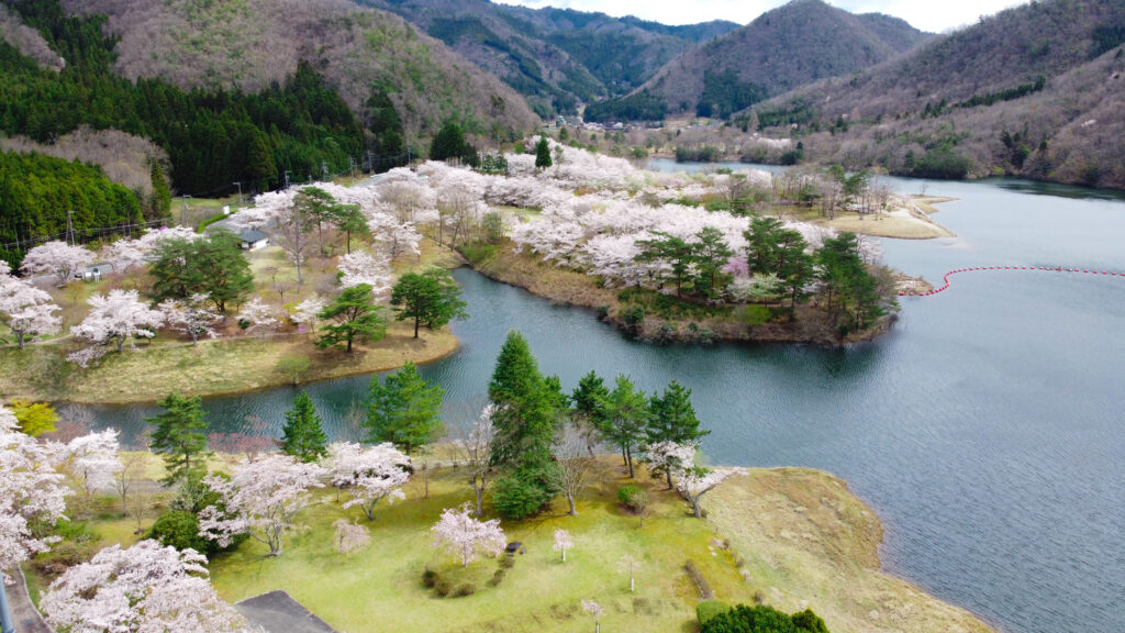 Off the beaten path Cherry Blossom viewing spots in KYOTO MIYAMA