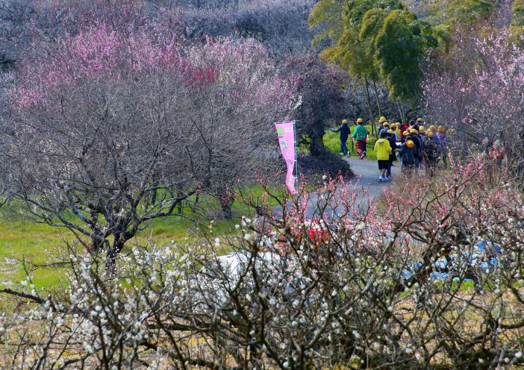 A group of people walking on a road surrounded by plum trees in bloom