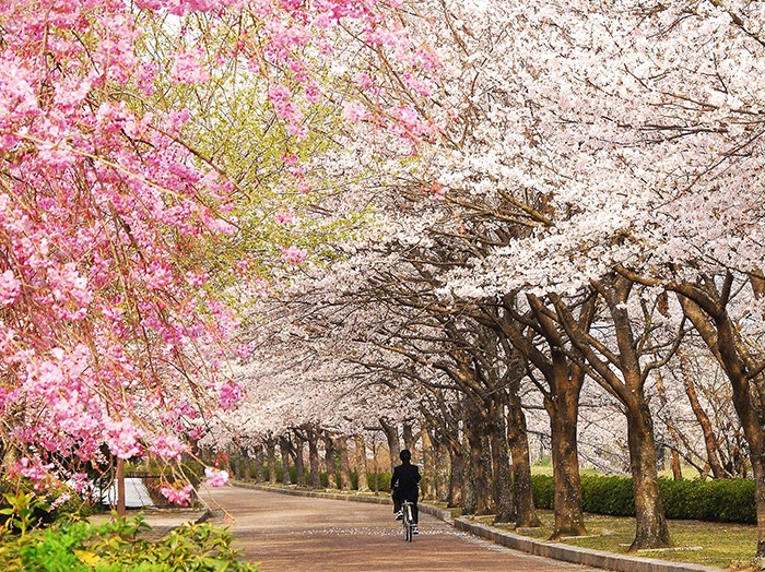 Secret Sakura: Eight lesser-known spots for viewing cherry blossoms in Kyoto