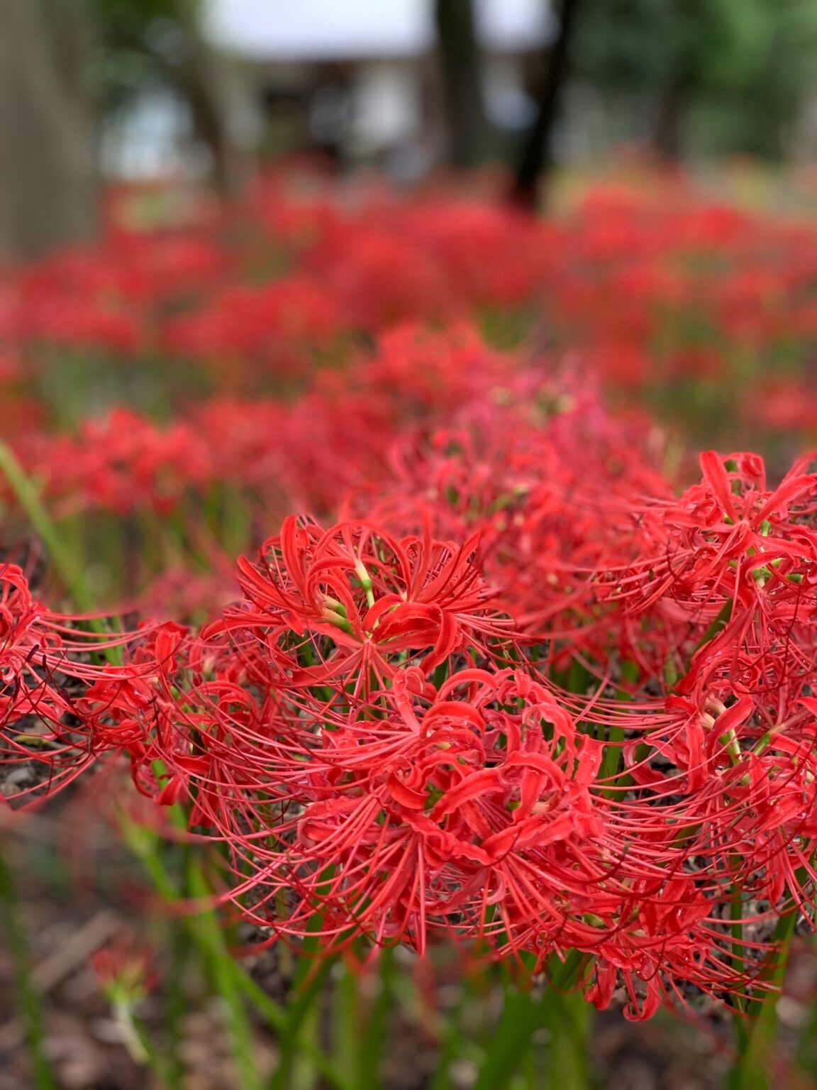 A World of Enchanting Red. Top 3 Spots for Red Spider Lilies in Kyoto