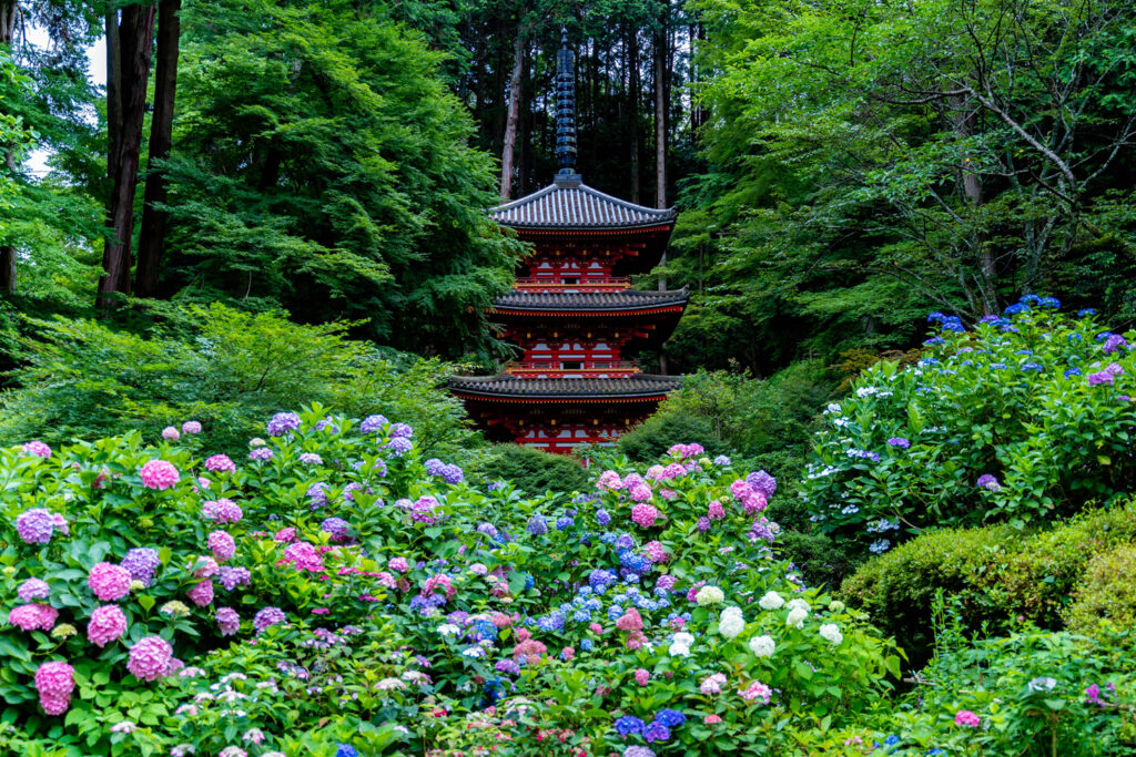 Discover Gansenji Temple’s Hydrangea Charm