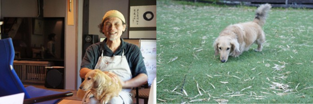 The friendly owner of Auberge Kikuya holding his long-haired dachshund, and the dog playing outside on the lawn.