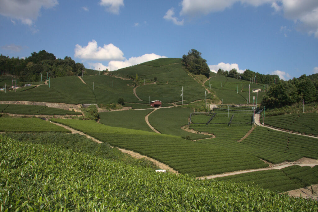 Fun-Filled Adventures Through Kyoto Tea Country with Local Guides!