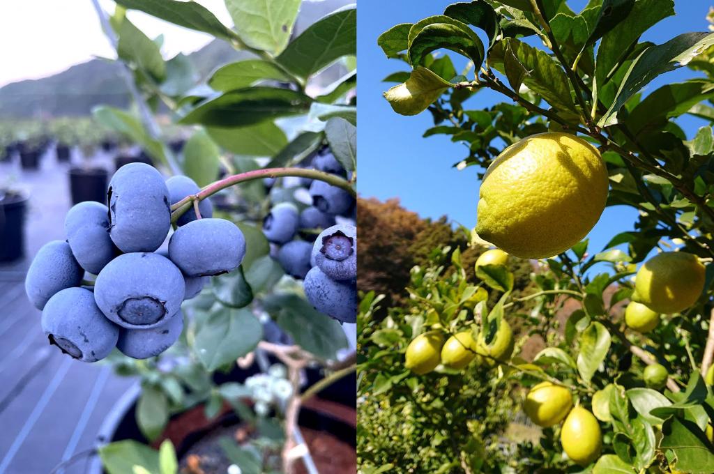 以新興水果帶動地方活力——舞鶴・大浦半島的藍莓與檸檬故事