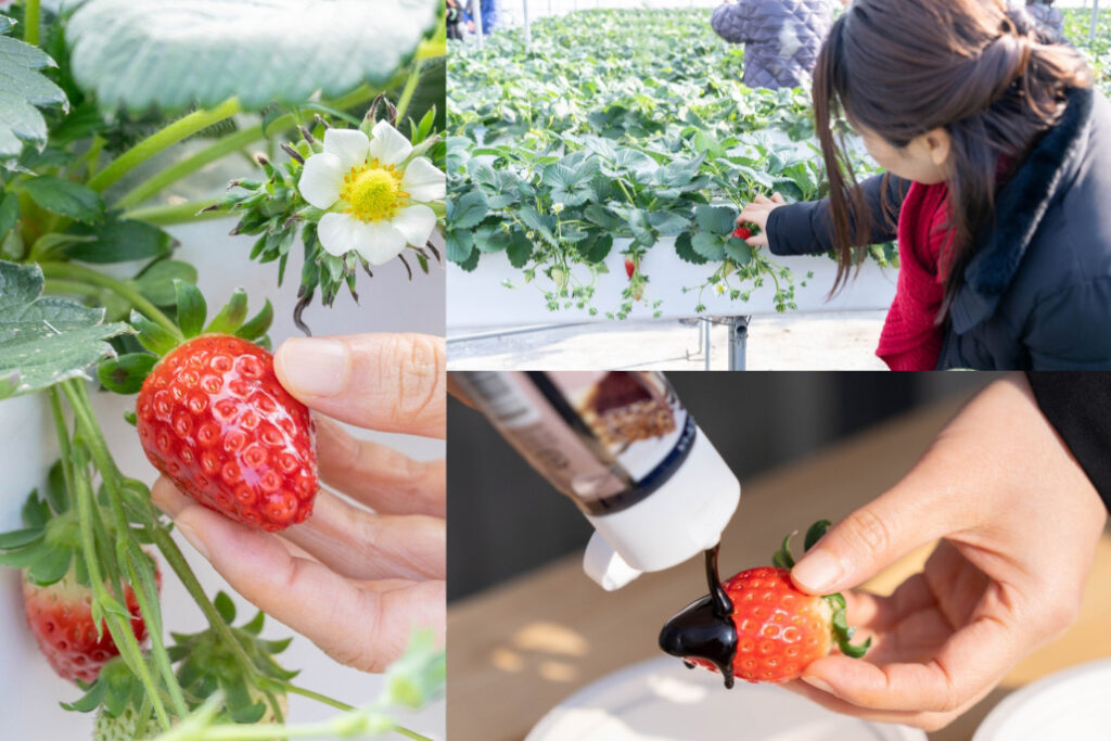 Let’s Go Strawberry Picking in Kyoto Tea Country!