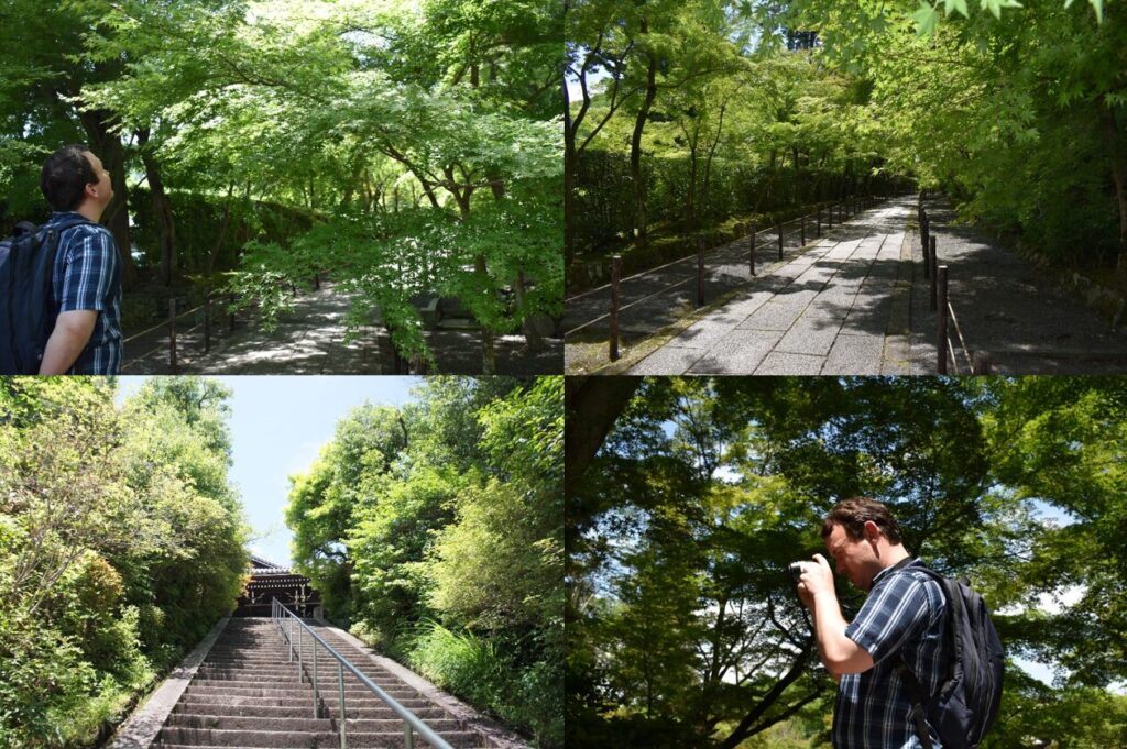 Tourist admiring green maple leaves at Komyo-ji Temple in Kyoto.