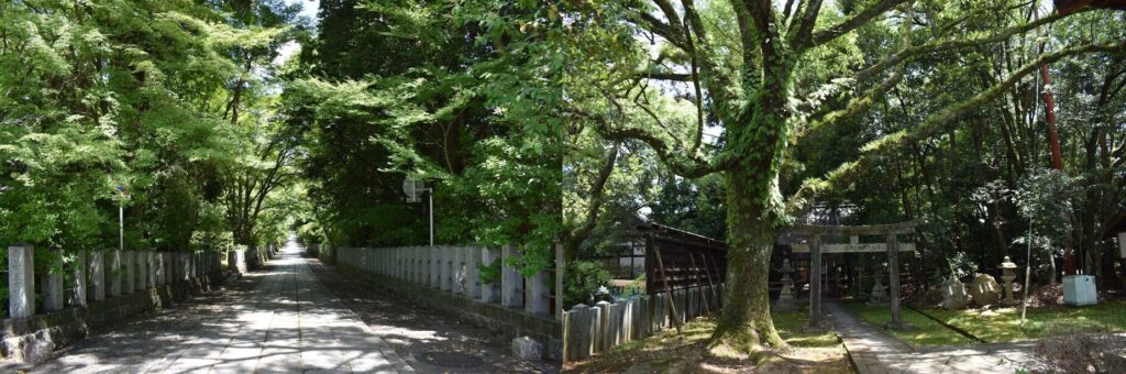 The pathways at Muko Jinja lined with green maples.