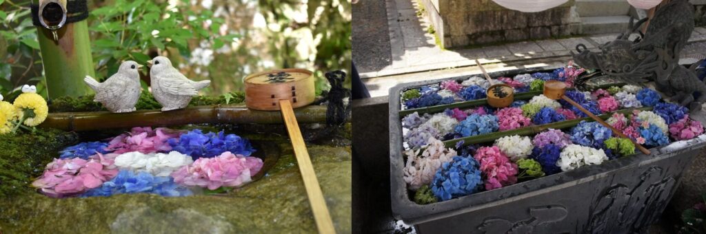 Multi-colored hydrangeas floating in water basings at Yokokuji Temple in Kyoto.