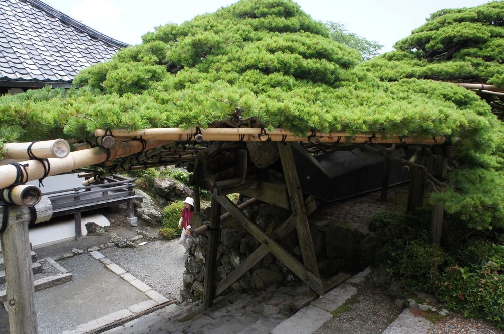 Pine tree at Yoshiminedera supported by a trellis made from bamboo.