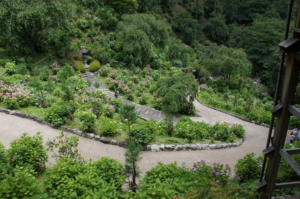 Paved paths carving through the hydrangea garden of Yoshiminedera.
