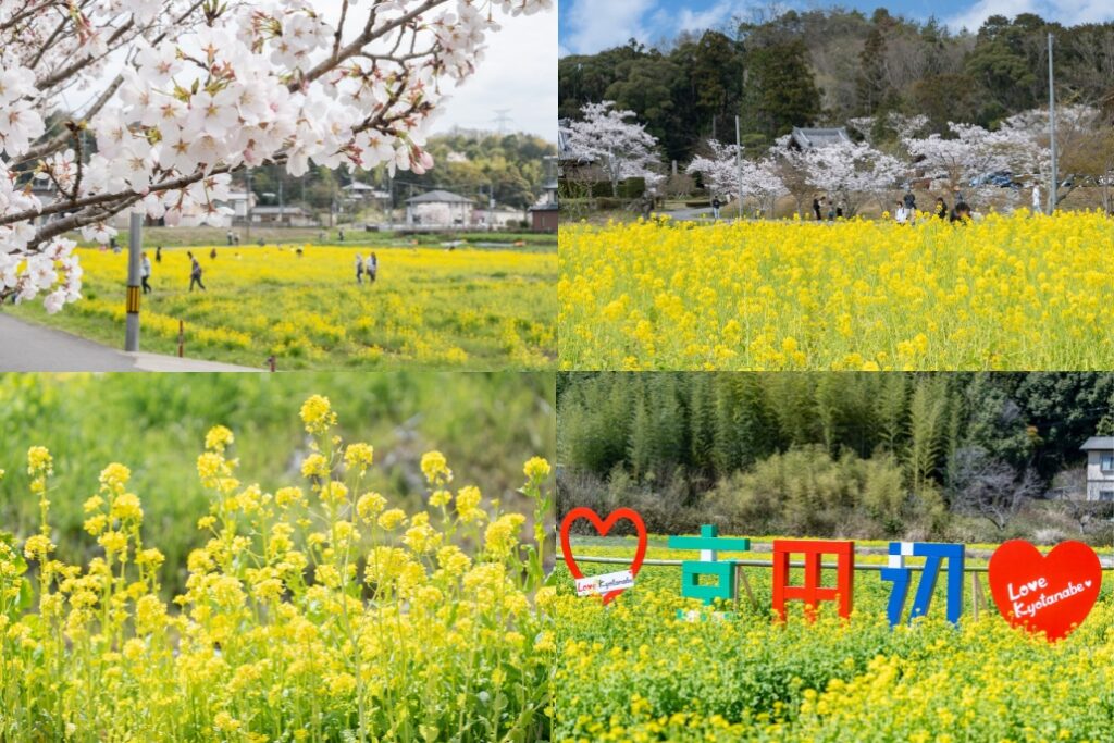 Where the Earth Meets the Sun: Experience Kyotanabe’s Yellow Spring