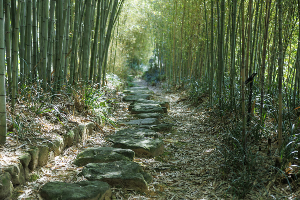 京都不只有嵐山竹林！「竹之里・乙訓」竹林散策與歷史景點一日遊