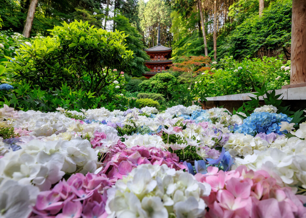 Charmed by Hydrangeas at Gansenji Temple and Hands-On Experiences in “Teatopia”